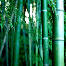 Extracto de Bambú