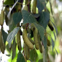 Betula pendula (Vidoeiro-branco)