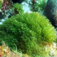 Biostructure