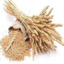 Wheat germ