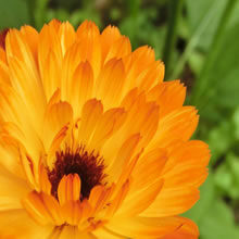 Marigold