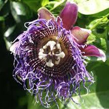 Passiflora Quadrangularis