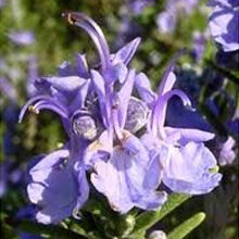 Rosmarinus Officinalis