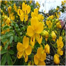 Cassia angustifolia